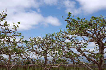 Sycamore trees in a California vineyard in springtime