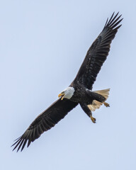 Naklejka na ściany i meble Bald Eagle in flight