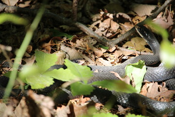 Two Northern Black Racer snakes. 