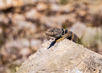 Great Basin Collared Lizard 3