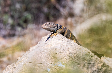 Great Basin Collared Lizard 2