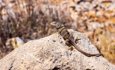 Great Basin Collared Lizard 1