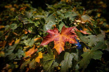 Naklejka na ściany i meble Colorful autumn leaf lit by sunlight against the background of other less colorful leaves.