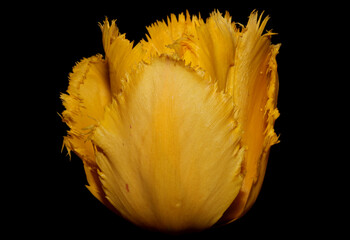 Fototapeta na wymiar Yellow tulip flower blossom close up background family liliaceae botanical modern high quality big size print