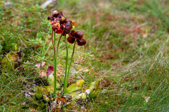Multiple purple pitcher plant flowers, sarracenia purpurea, rosette shapes.The carnivorous plants have leaf like petals, purple and red in color. The single flower hangs on a cream colored stem.