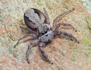 An Extreme Closeup Focus SAtacked Image of a Tan Jumping Spider on a Brick Wall