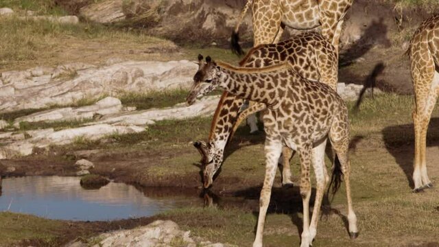 Herds of African Buffalos (Syncerus caffer) and Giraffes (Giraffa peralta) grazing in a savanna and drinking water. The many glorious animals peacefully coexist in the near endless fields of Kenya.