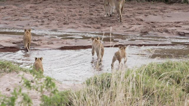 A group of lion cubs walking around an adult Lioness (Panthera Leo). The lion pride is resting in the Savanna field of a national park in Kenya with a dirty freshwater river by them.