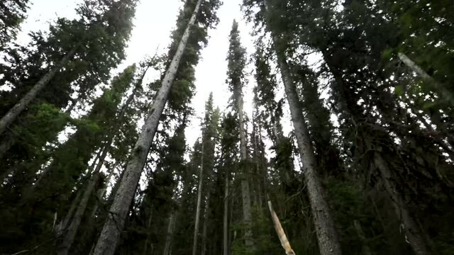Add a cinematic shot of a moody forest to your video! Slow motion.