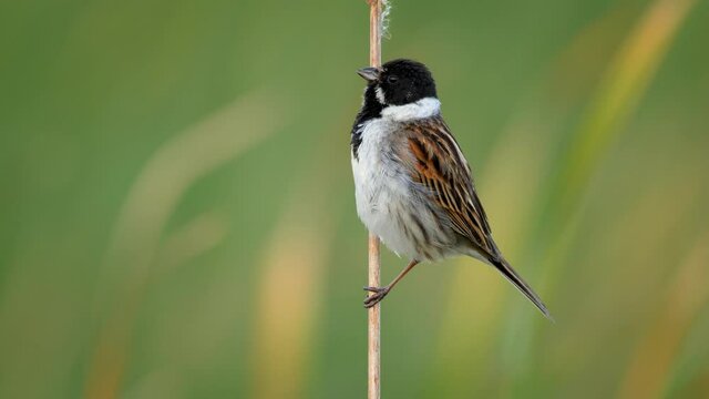 Common reed bunting (Emberiza schoeniclus) song call, European bird singing at the water