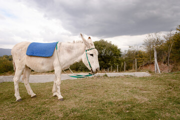 Burro blanco en el campo