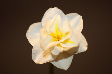 White narcissus dubius flower blossom close up family amaryllidaceae modern background high quality big size print