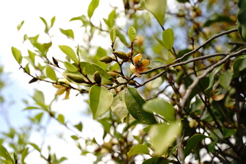 Michelia figo, Yellow flowers are blooming in Temple in Japan. In April or May spring time.