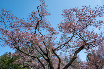 春の新ひだか町 静内二十間道路桜並木の桜
