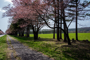春の新ひだか町 静内二十間道路桜並木の桜
