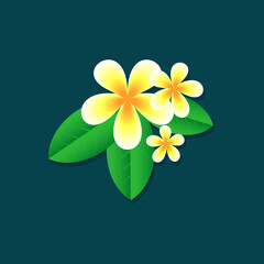 frangipani flowers with leaves isolated on dark background