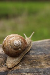 snail