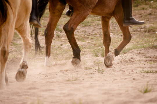 Grupo de padrillos galopando en el campo