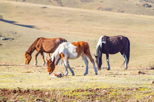 several horses of different colors and breeds graze and fatten on the spring stony meadow, among the high mountains eat fresh grass