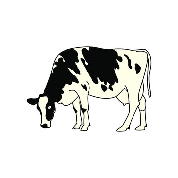 Illustration Vector graphic of cow design draw