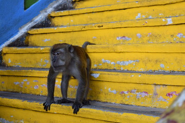 Monkey on yellow stairs