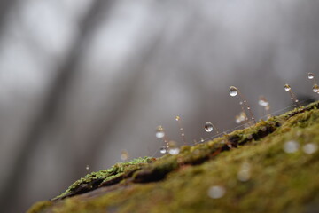 Close up of the dew on the moss in the forest