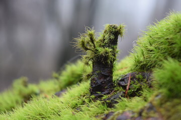 Green moss on the tree branch