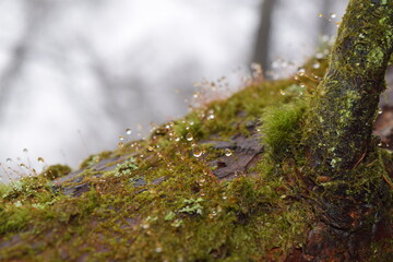 Little droplets of dew on the tree trunk moss