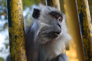 Portrait of a macaque looking away