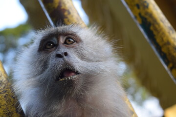 Close up of a surprised macaque