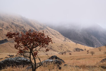 A dry tree and foggy yellow mountains