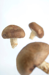  conceptual photo for delicious raw Shitake mushroom, white background