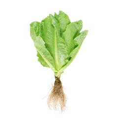 Lettuce nontoxic organic isolated on white