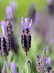 ラベンダーの花