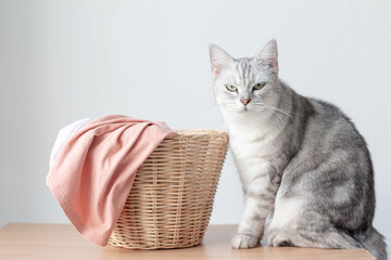 Gray cat with clothes in laundry basket.