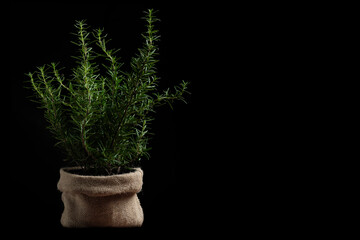 Rosemary plant in a small sack basket isolated on black.