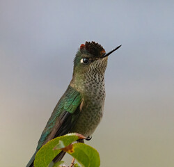 Green Backed Firecrown hummingbird