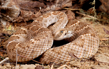 Obraz premium Western Diamondback Rattlesnake (Crotalus atrox)