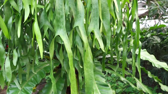 Green leaves move in wind