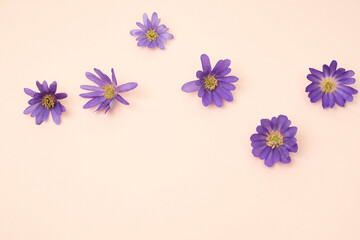 Beautiful violet wind flower blooms on blush background, floral falt lay