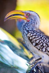 Fototapeta premium Tucan, Bird of Africa. Namibia