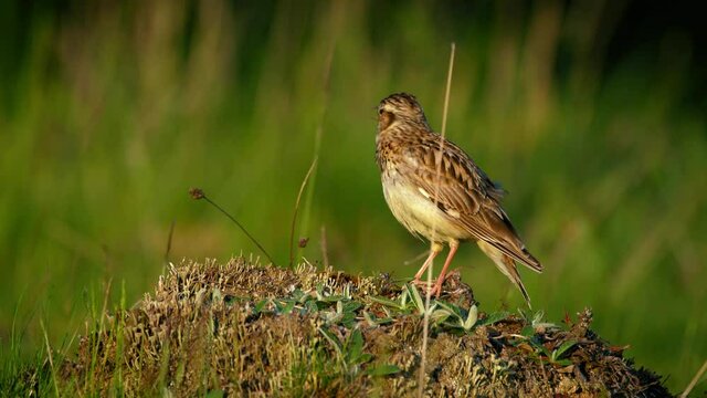 Woodlark (Lullula arborea) song, European bird singing on the ground, bird call