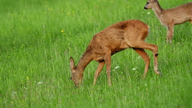 European roe deer (Capreolus capreolus) grazing, mother and baby foraging on grass