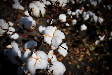 Beautiful fluffy cottons in a cotton field, Queensland, Australia.