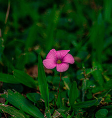 pink flower