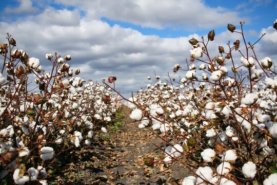 Beautiful fluffy cottons in a cotton field, Queensland, Australia.