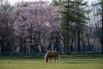 春の浦河町 優駿さくらロードの桜
