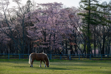 春の浦河町 優駿さくらロードの桜
