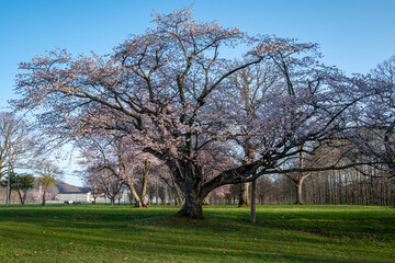 Obraz premium 春の浦河町 優駿さくらロードの桜 