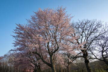 春の浦河町 優駿さくらロードの桜
